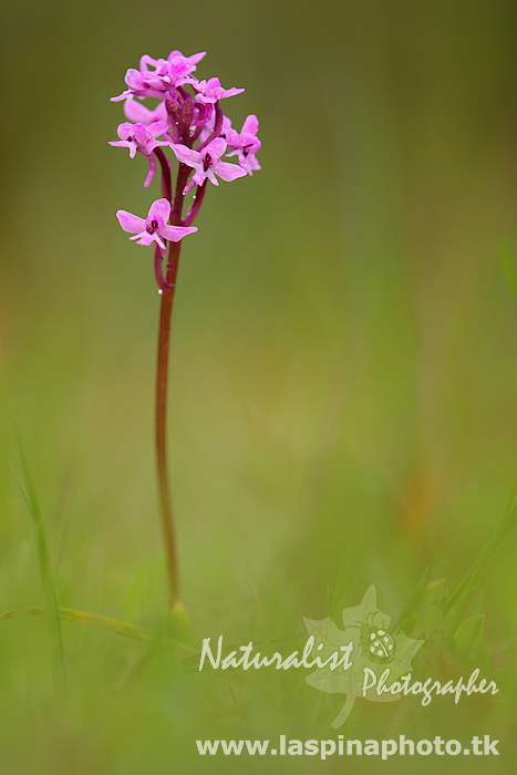 Orchis brancifortii